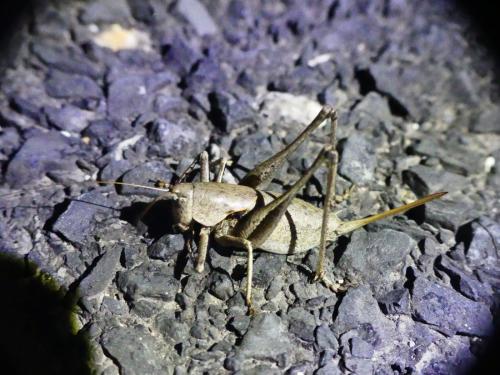 Réf. 310 429 : Thyreonotus corsicus corsicus